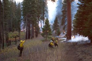 wildland firefighters