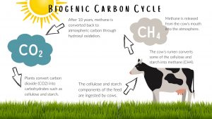 to show the process of the biogenic carbon cycle