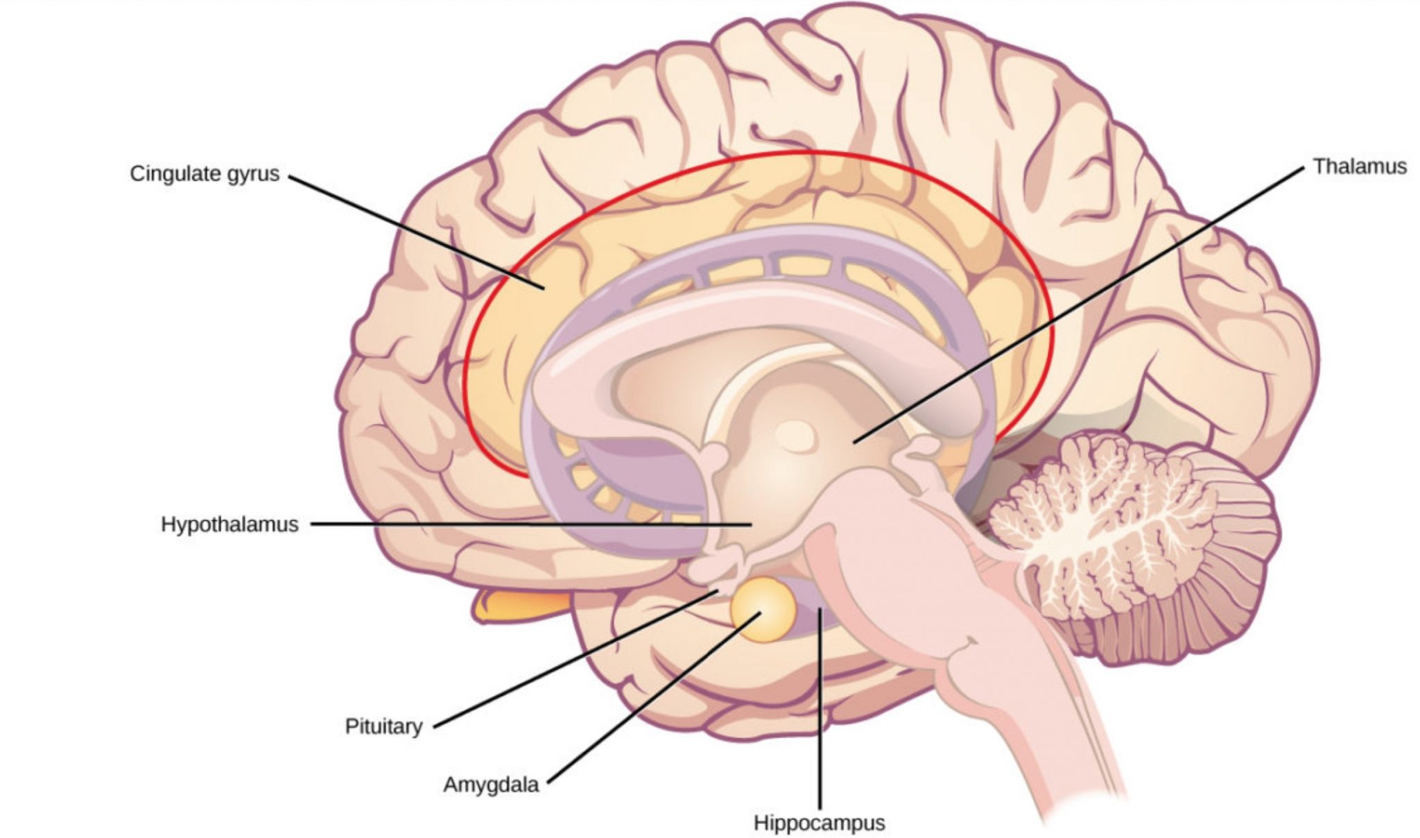 Ковид головного мозга. Гиппокамп и миндалевидное тело. Таламус и гиппокамп. Головной мозг таламус и гипоталамус. Гиппокамп гипофиз гипоталамус.