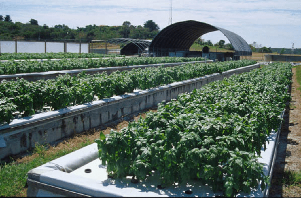 Aquaponics: An Emerging Method For Food Sustainability – Hadron