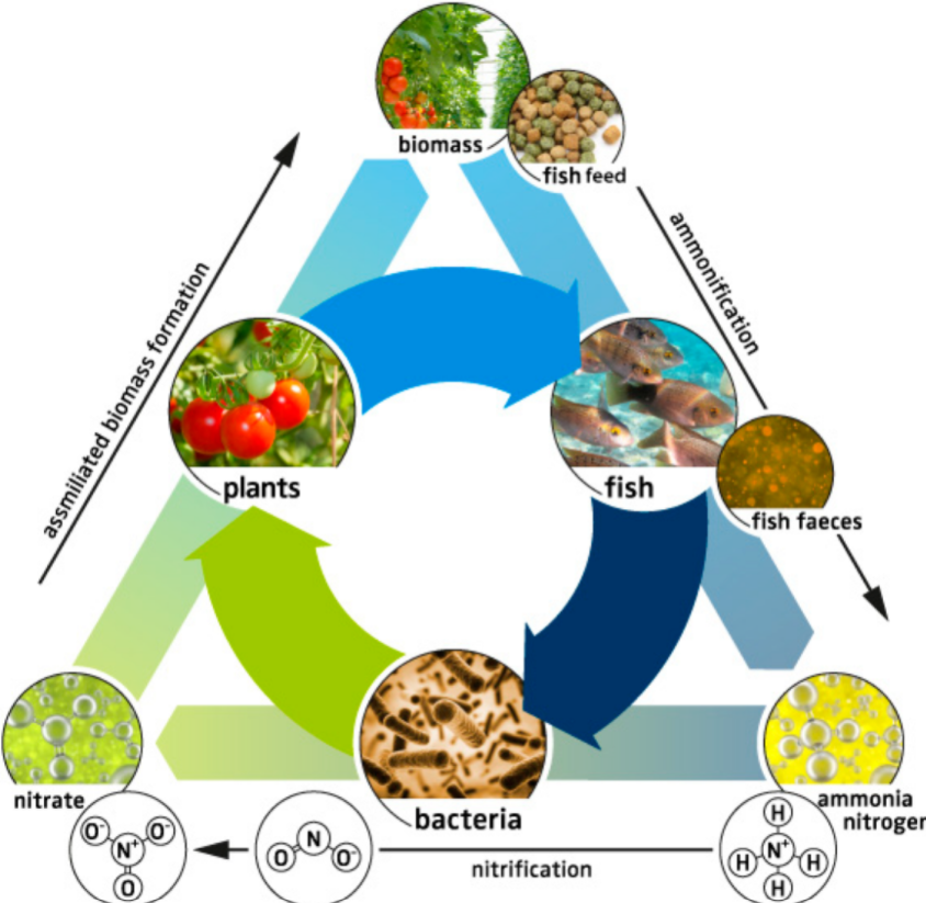 Aquaponics: An Emerging Method for Food Sustainability – Hadron Biology Diagrams